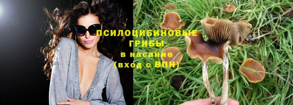 прущие грибы Надым